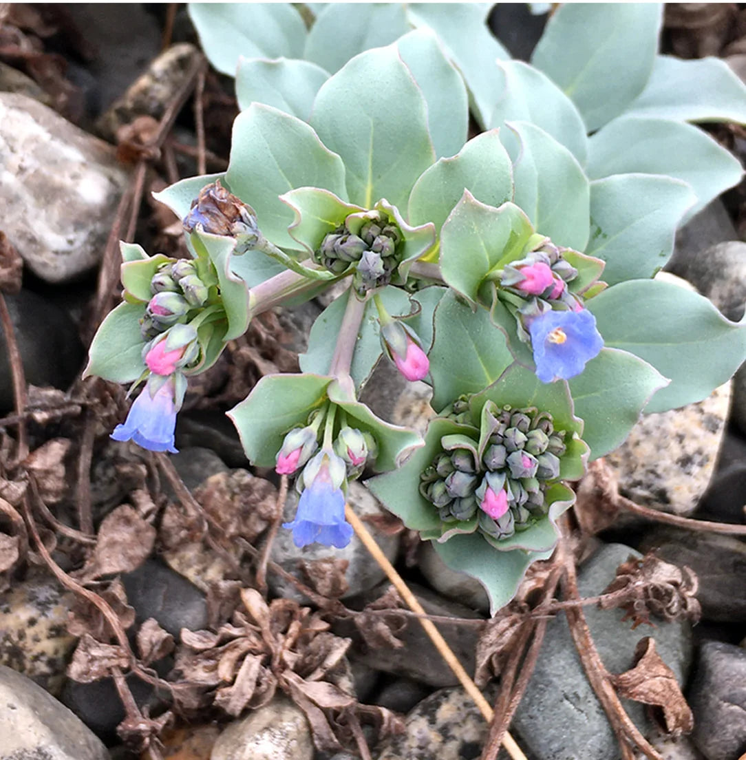 Flower Essence gander goods